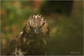 <p>VČELOJED LESNÍ (Pernis apivorus) /European honey buzzard - Wespenbussard/</p>